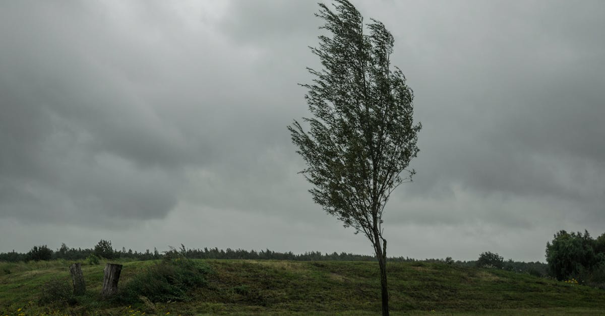 Dark storm clouds gathering, affecting lawn care scheduling